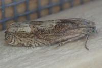 Eucosma
