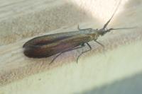 Coleophora