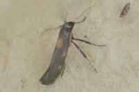 Euspilapteryx auroguttella