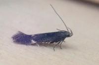 Aproaerema anthyllidella