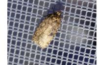 Agonopterix arenella