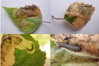 Eriocrania sangii