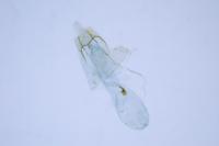 Scrobipalpa acuminatella