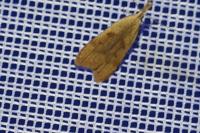 Dichomeris derasella