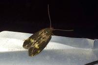 Borkhausenia minutella