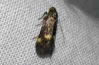 Borkhausenia minutella