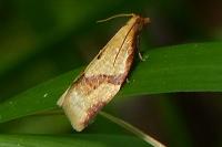 Clepsis consimilana