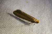 Nematopogon adansoniella