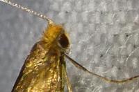 Nematopogon adansoniella