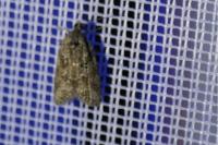 Cnephasia