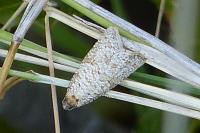 Isotrias stramentana