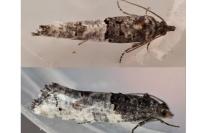 Phaneta pauperana