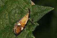 Alabonia geoffrella