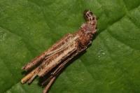 Psyche casta