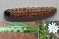 Caryocolum tricolorellum