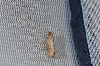 Nematopogon swammerdamella
