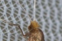 Nematopogon swammerdamella