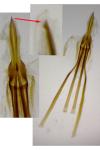 Nematopogon swammerdamella