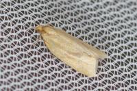 Clepsis pallidana