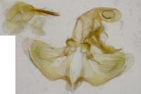 Clepsis pallidana