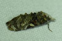 Phtheochroa rugosana