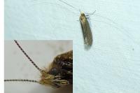 Nematopogon adansoniella