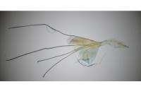 Nematopogon adansoniella
