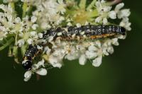 Depressaria daucella