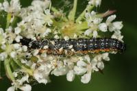 Depressaria daucella