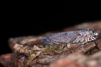 Ancylis unguicella