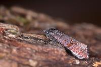 Stictea mygindiana