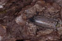Ancylis unguicella