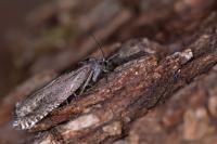 Ancylis unguicella