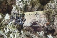 Gypsonoma sociana