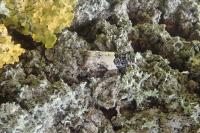 Gypsonoma sociana