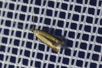 Coptotriche marginea