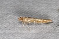 Pyroderces argyrogrammos
