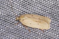 Agonopterix pallorella