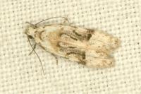 Altenia scriptella