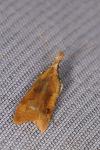 Dichomeris derasella