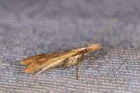 Dichomeris derasella