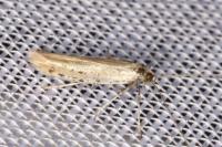 Aspilapteryx tringipennella