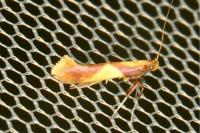 Caloptilia alchimiella
