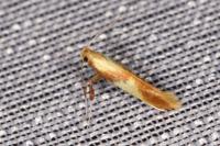 Caloptilia robustella