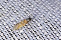 Phyllonorycter schreberella