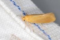 Crassa tinctella