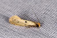 Tinea trinotella