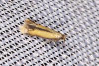 Coptotriche marginea