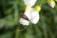 Cauchas rufimitrella