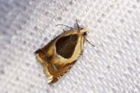 Ancylis badiana